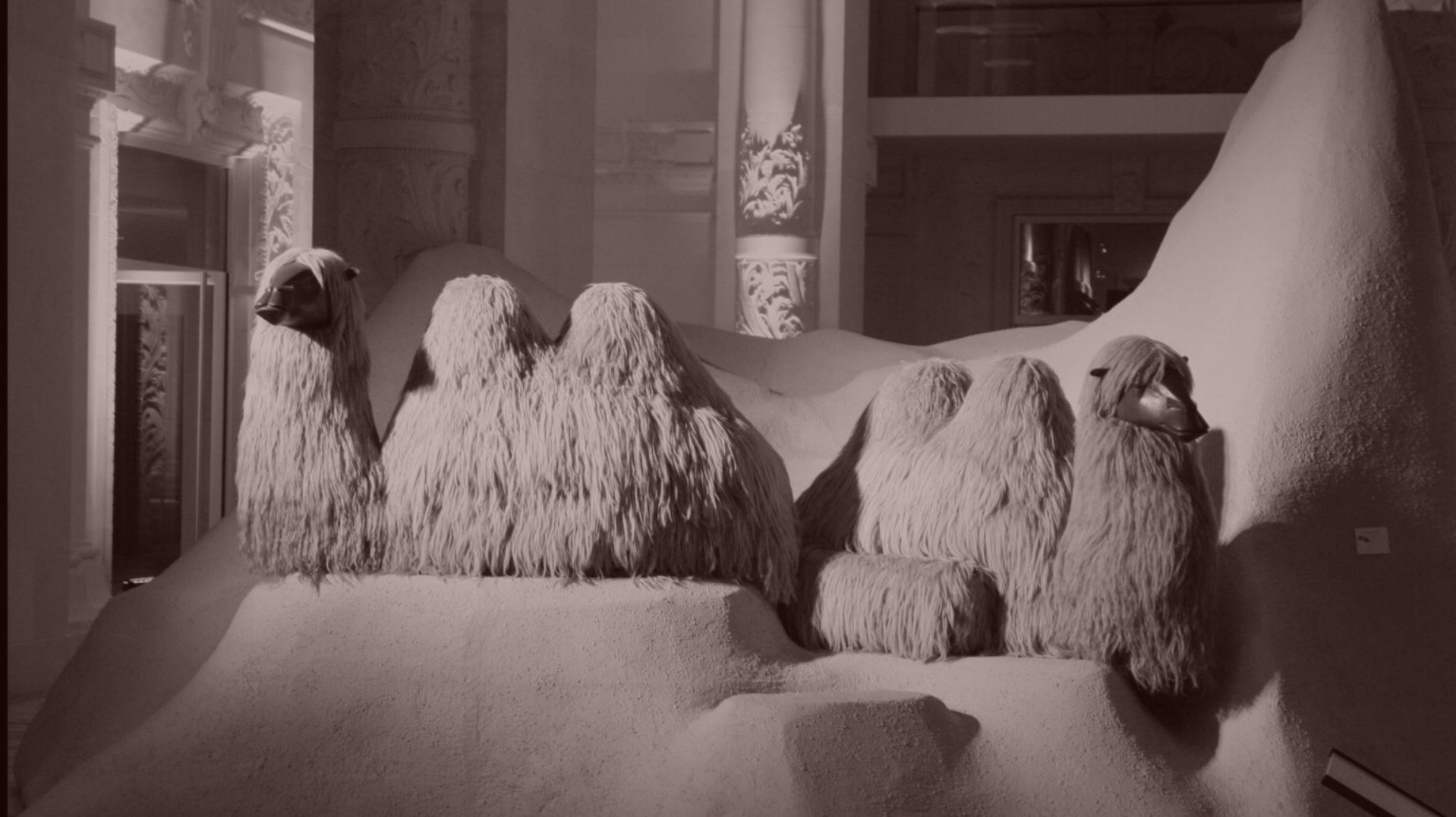 Year of the Camel